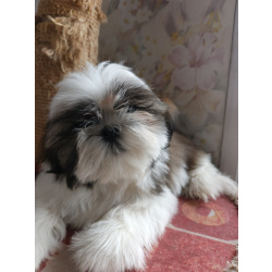 Щенки ши-тцу с документами РКФ