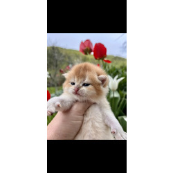 Британская золотая шиншилла котенок