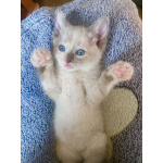 Бесподобные крохи-котята ищут дом