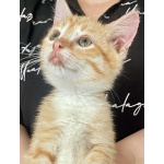 Бесподобные крохи-котята ищут дом