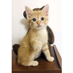 Бесподобные крохи-котята ищут дом