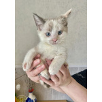 Бесподобные крохи-котята ищут дом