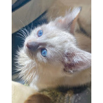 Бесподобные крохи-котята ищут дом