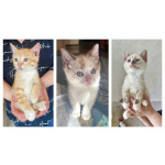 Бесподобные крохи-котята ищут дом