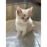 Бесподобные крохи-котята ищут дом