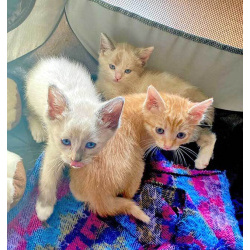 Бесподобные крохи-котята ищут дом