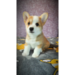 Вельш корги пемброк, щенки