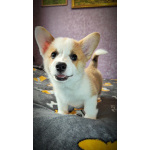 Вельш корги пемброк, щенки