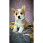 Вельш корги пемброк, щенки