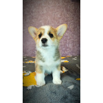 Вельш корги пемброк, щенки