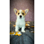 Вельш корги пемброк, щенки