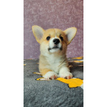 Вельш корги пемброк, щенки