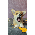 Вельш корги пемброк, щенки