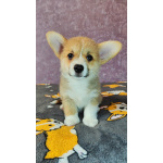 Вельш корги пемброк, щенки