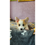 Вельш корги пемброк, щенки