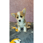 Вельш корги пемброк, щенки