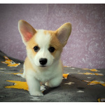 Вельш корги пемброк, щенки