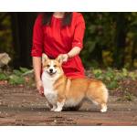 Вельш корги пемброк, щенки