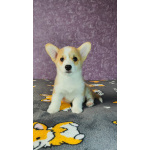 Вельш корги пемброк, щенки