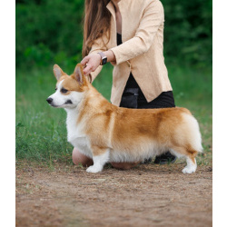 Вельш корги пемброк, щенки