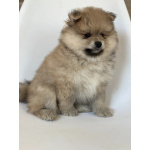 Малыши, рожденные 8 МАРТА