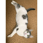 Молодой зеленоглазый кот Федя в добрые руки!