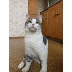 Молодой зеленоглазый кот Федя в добрые руки!