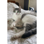 Молодой зеленоглазый кот Федя в добрые руки!