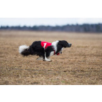 Щенки бордер-колли. Родословная РКФ. В спорт, в семью, в разведение