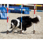 Щенки бордер-колли. Родословная РКФ. В спорт, в семью, в разведение