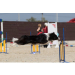 Щенки бордер-колли. Родословная РКФ. В спорт, в семью, в разведение