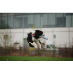 Щенки бордер-колли. Родословная РКФ. В спорт, в семью, в разведение