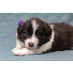 Щенки бордер-колли. Родословная РКФ. В спорт, в семью, в разведение