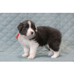 Щенки бордер-колли. Родословная РКФ. В спорт, в семью, в разведение