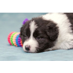 Щенки бордер-колли. Родословная РКФ. В спорт, в семью, в разведение