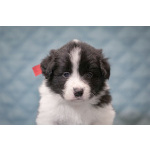 Щенки бордер-колли. Родословная РКФ. В спорт, в семью, в разведение