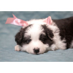 Щенки бордер-колли. Родословная РКФ. В спорт, в семью, в разведение