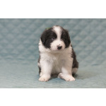 Щенки бордер-колли. Родословная РКФ. В спорт, в семью, в разведение