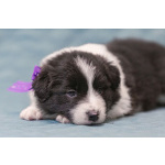 Щенки бордер-колли. Родословная РКФ. В спорт, в семью, в разведение