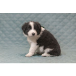 Щенки бордер-колли. Родословная РКФ. В спорт, в семью, в разведение