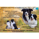 Щенки бордер-колли. Родословная РКФ. В спорт, в семью, в разведение