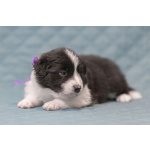 Щенки бордер-колли. Родословная РКФ. В спорт, в семью, в разведение