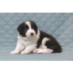 Щенки бордер-колли. Родословная РКФ. В спорт, в семью, в разведение