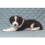 Щенки бордер-колли. Родословная РКФ. В спорт, в семью, в разведение