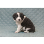 Щенки бордер-колли. Родословная РКФ. В спорт, в семью, в разведение