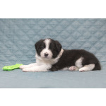 Щенки бордер-колли. Родословная РКФ. В спорт, в семью, в разведение