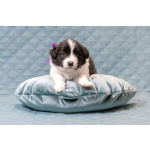 Щенки бордер-колли. Родословная РКФ. В спорт, в семью, в разведение