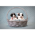 Щенки бордер-колли. Родословная РКФ. В спорт, в семью, в разведение