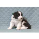 Щенки бордер-колли. Родословная РКФ. В спорт, в семью, в разведение