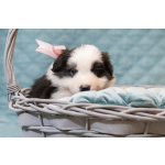 Щенки бордер-колли. Родословная РКФ. В спорт, в семью, в разведение